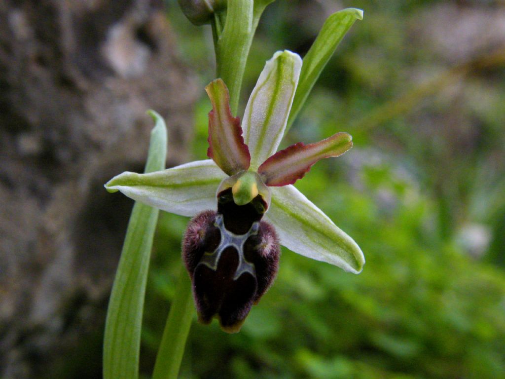 Ophrys panormitana  (Tod.) Kreutz, 2004